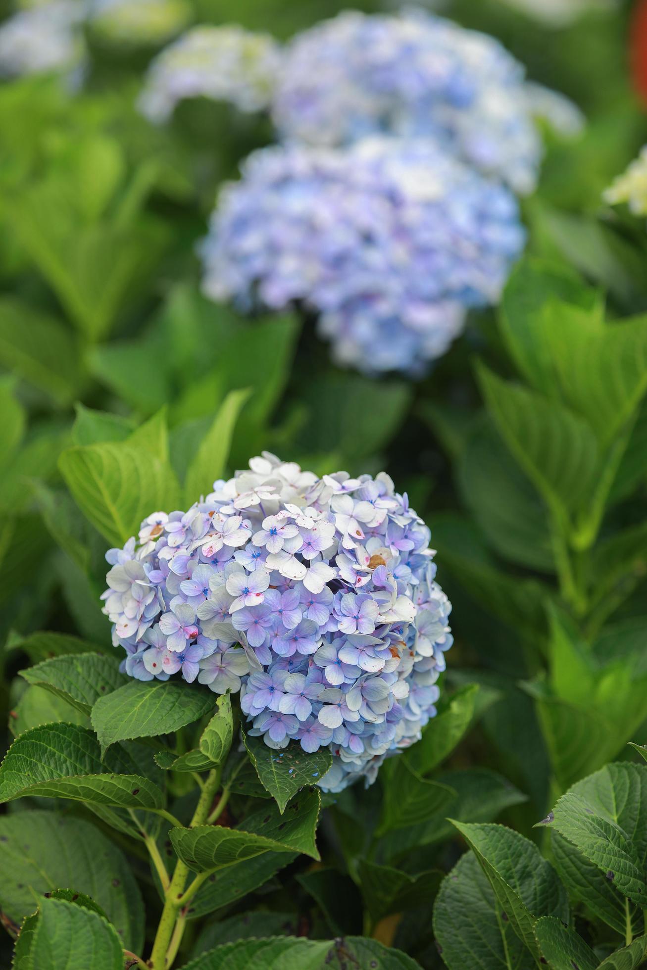 The white-blue flower calles hydrangea in a garden. Hydrangea Flower and Morning light Is a beautiful flower. Stock Free