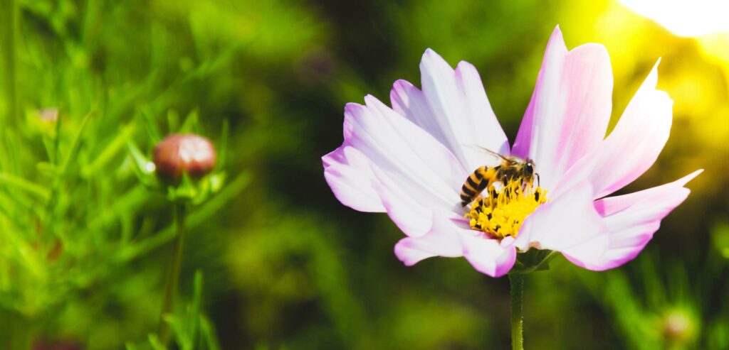 Pink cosmos flowers blooming outdoors. A little bee sits on yellow pollen. Sunny afternoon in a botanical garden. Stock Free