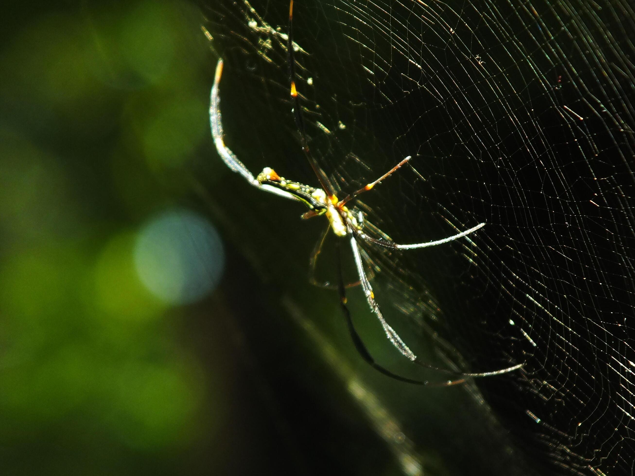 Spider in the cobweb with natural green forest background. A large spider waits patiently in its web for some prey Stock Free