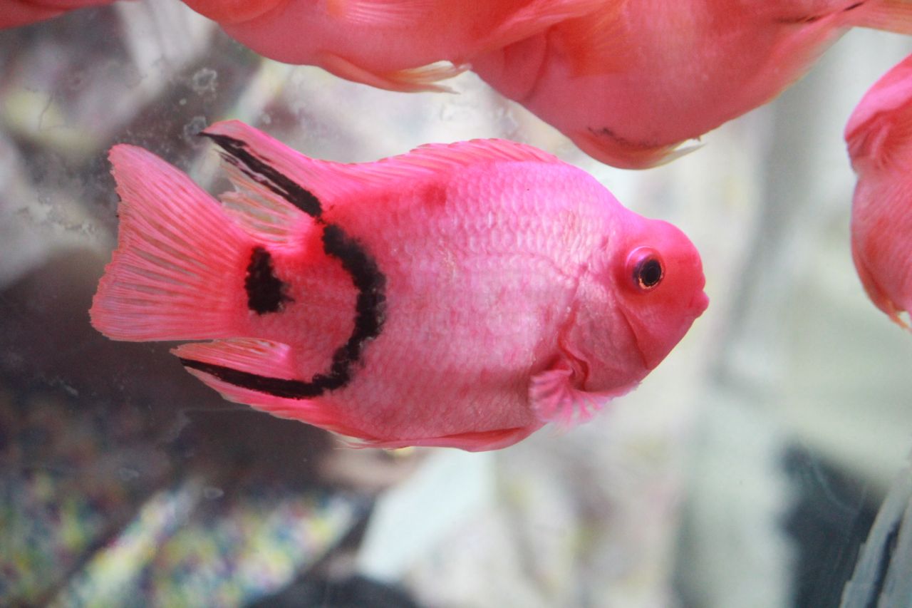 Bright Pink Fish Stock Free