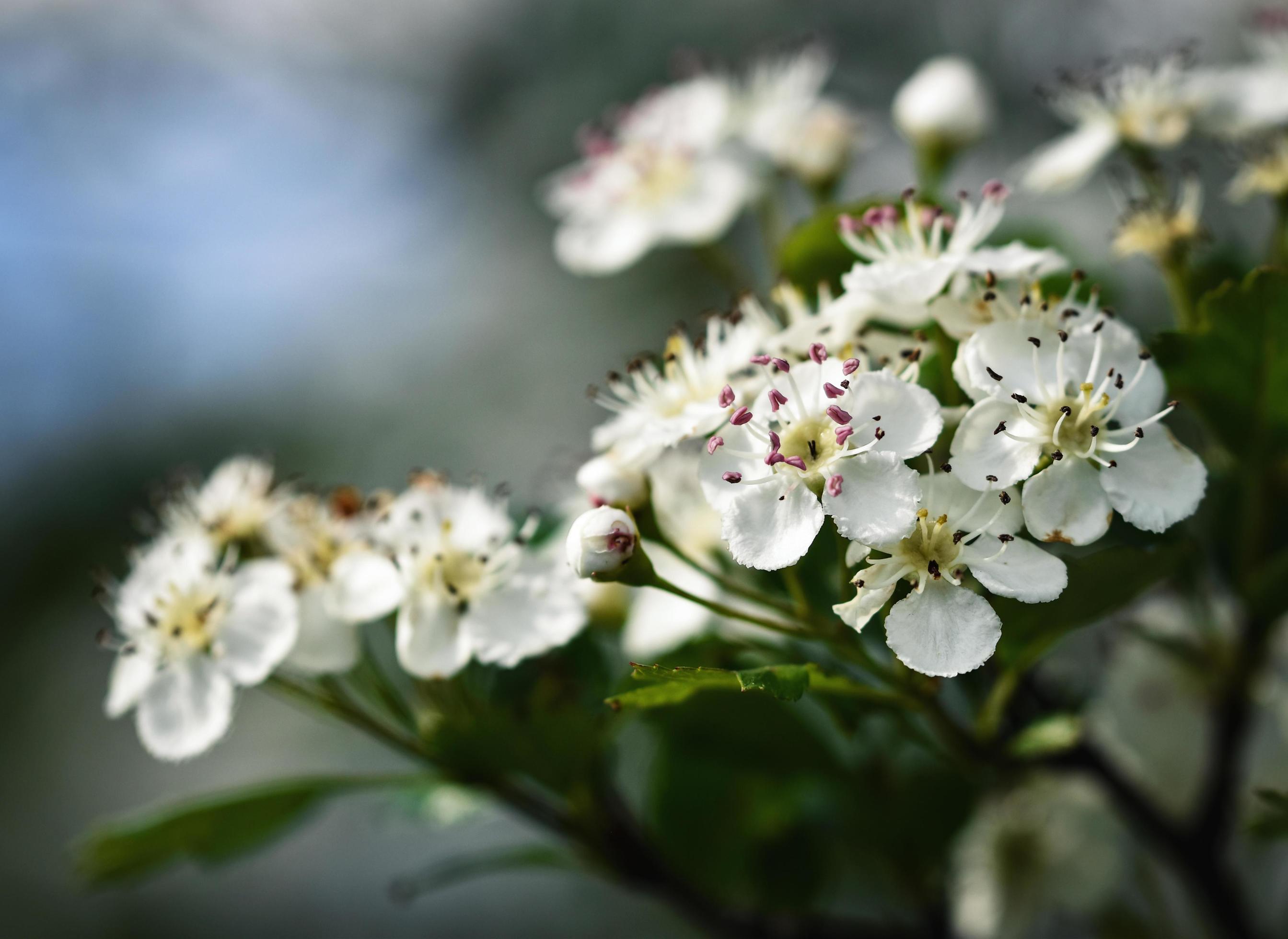 White hawthorn flowers Stock Free