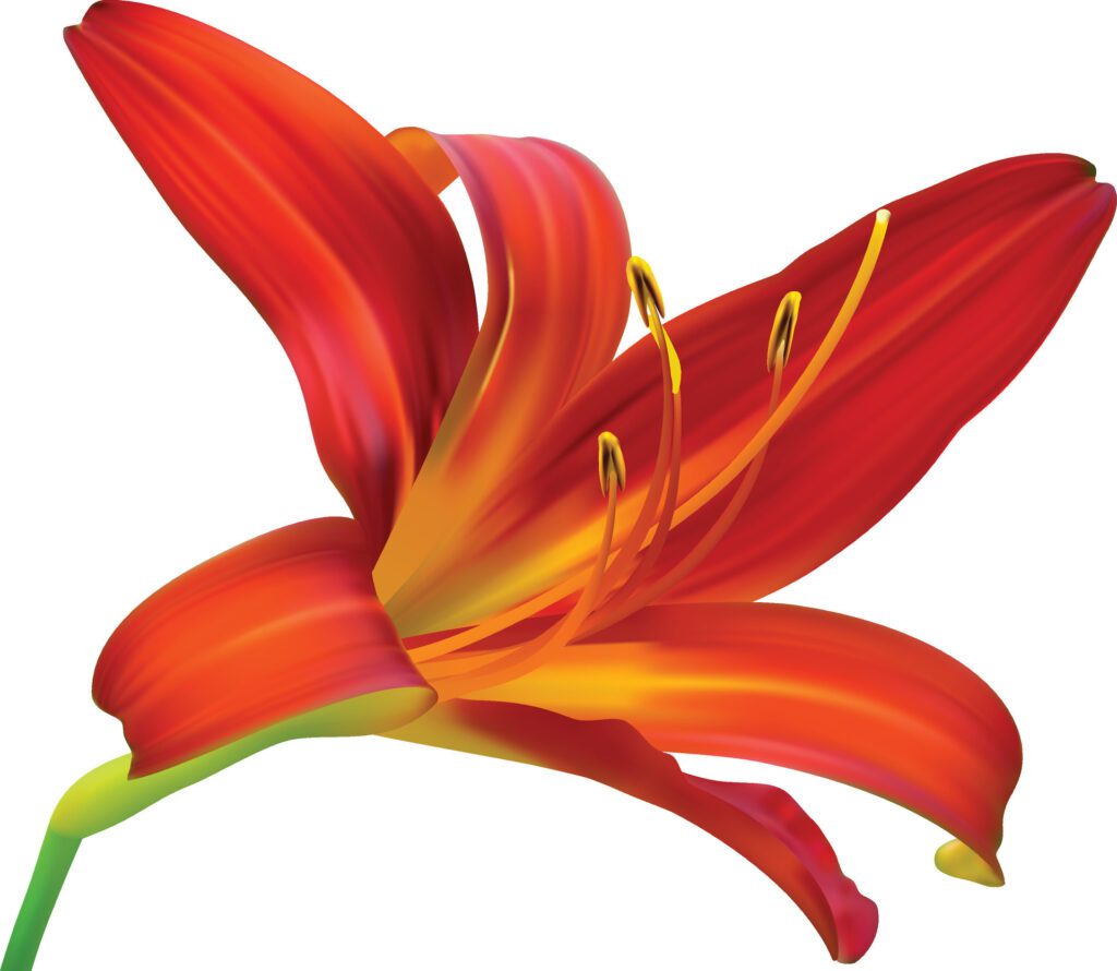 Lily flower isolated on white background. Red and Yellow lily flower. Free Vector