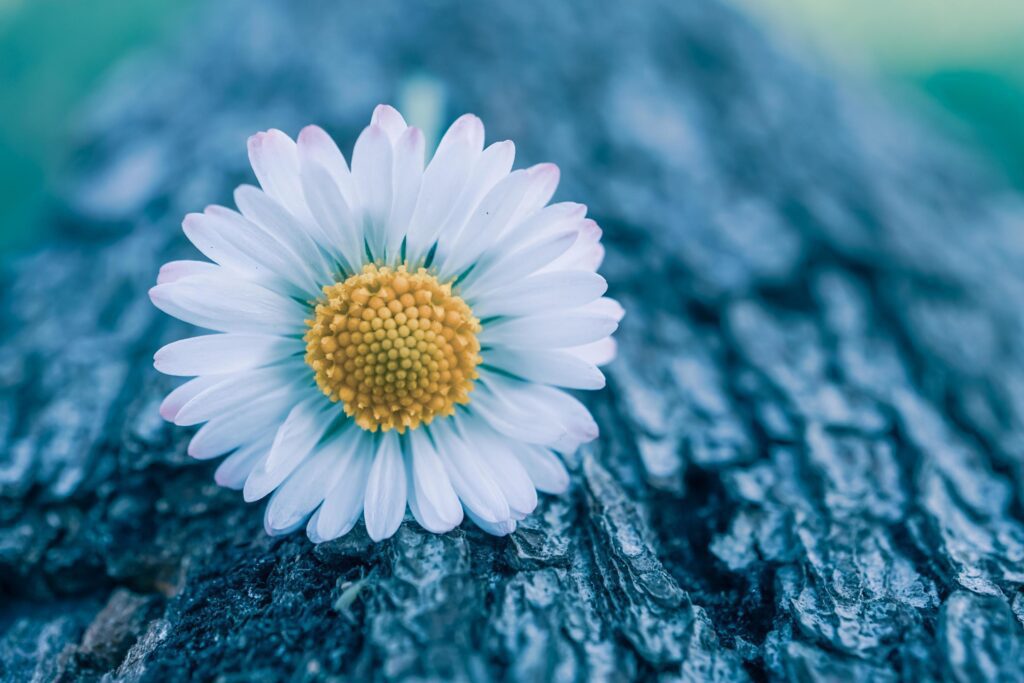 romantic white daisy flower in springtime Stock Free