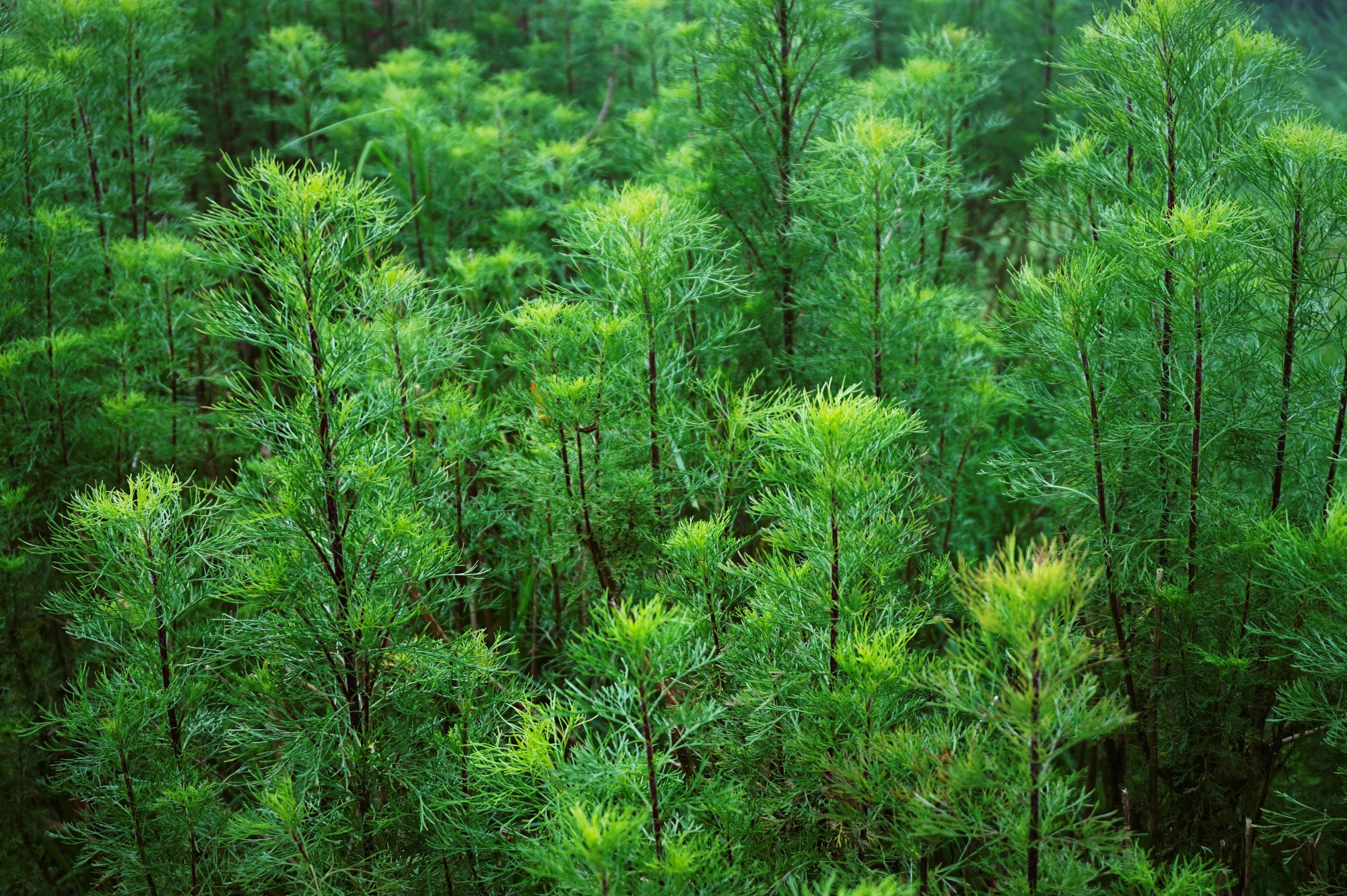 Bright green fir leaves for nature background. Background of pine leaves. Stock Free