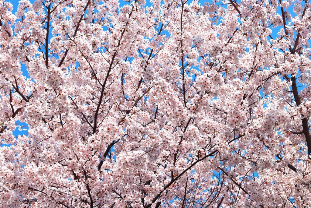 Flowers Cherry flowering on spring Cherry tree and the background is the sky, nature Stock Free