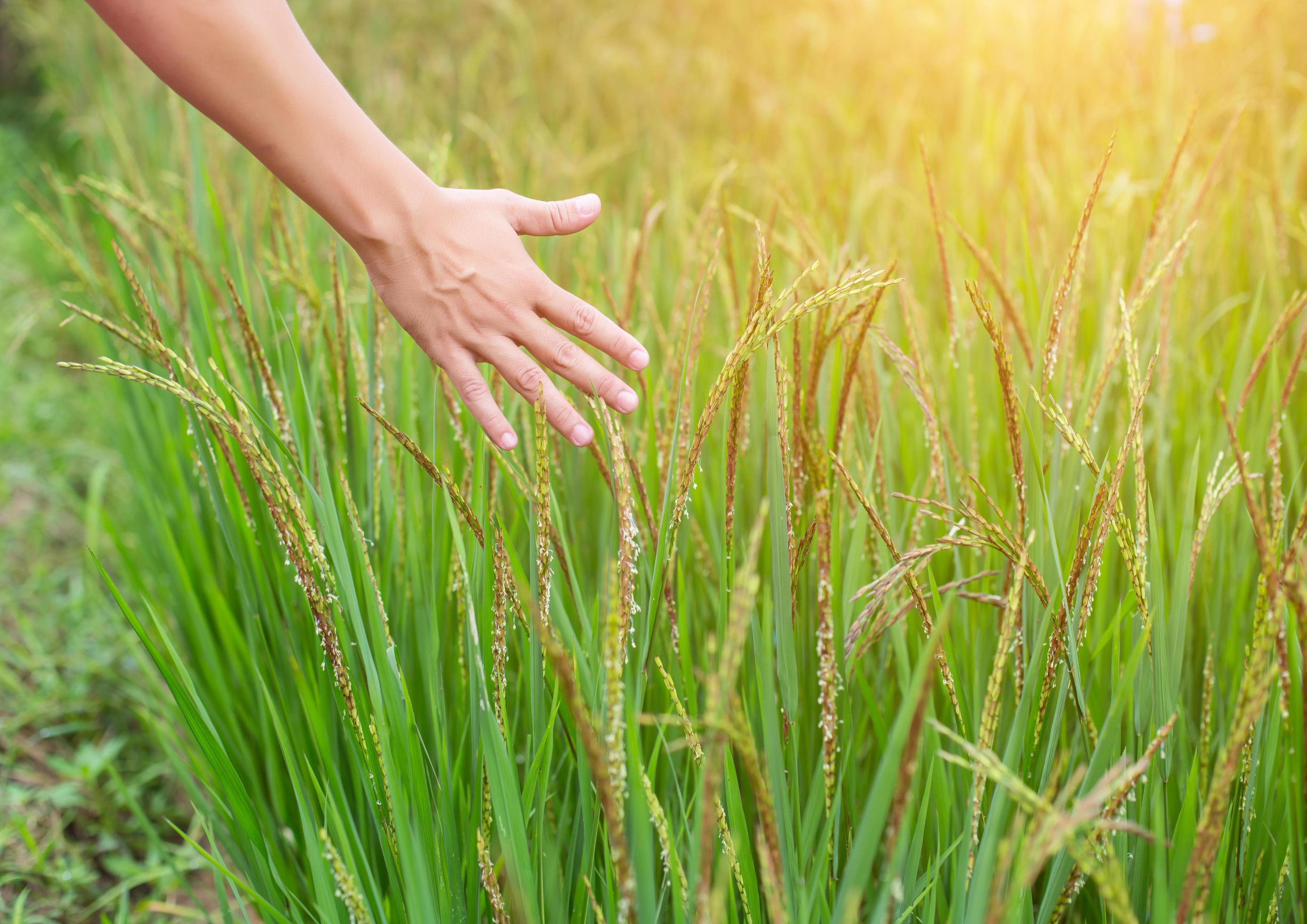 Hand of Young Woman Enjoying Nature with sunrise. Stock Free