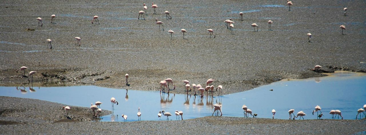 Flamingos Indian Creek Stock Free