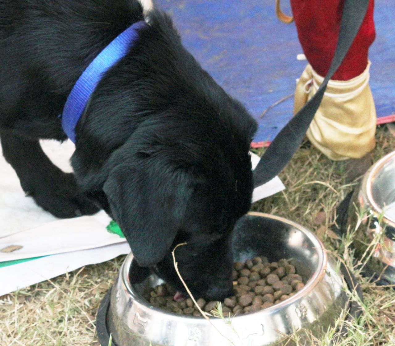 Labrador Eating Dog Food Stock Free