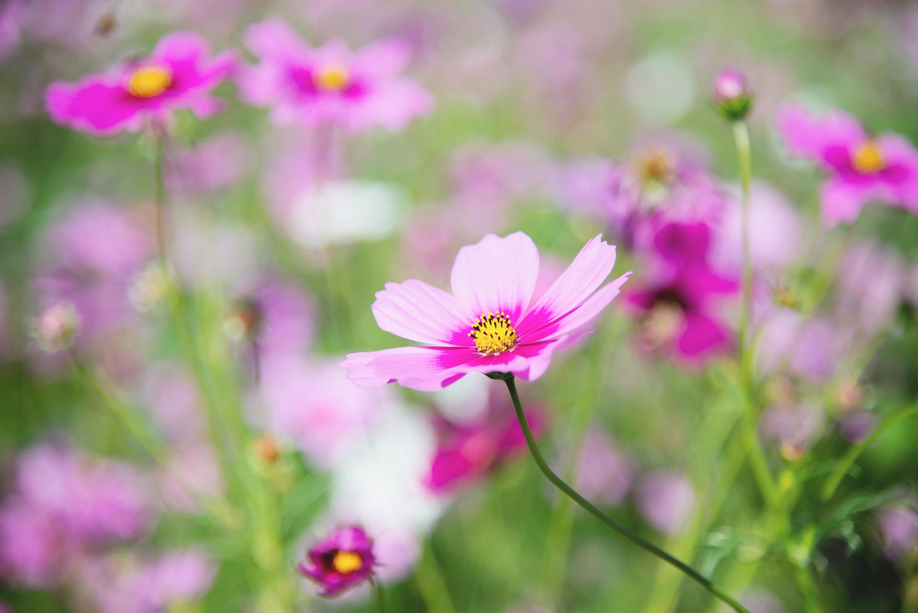 Beautiful spring purple cosmos flowers in green garden background – lovely nature in spring season concept Stock Free