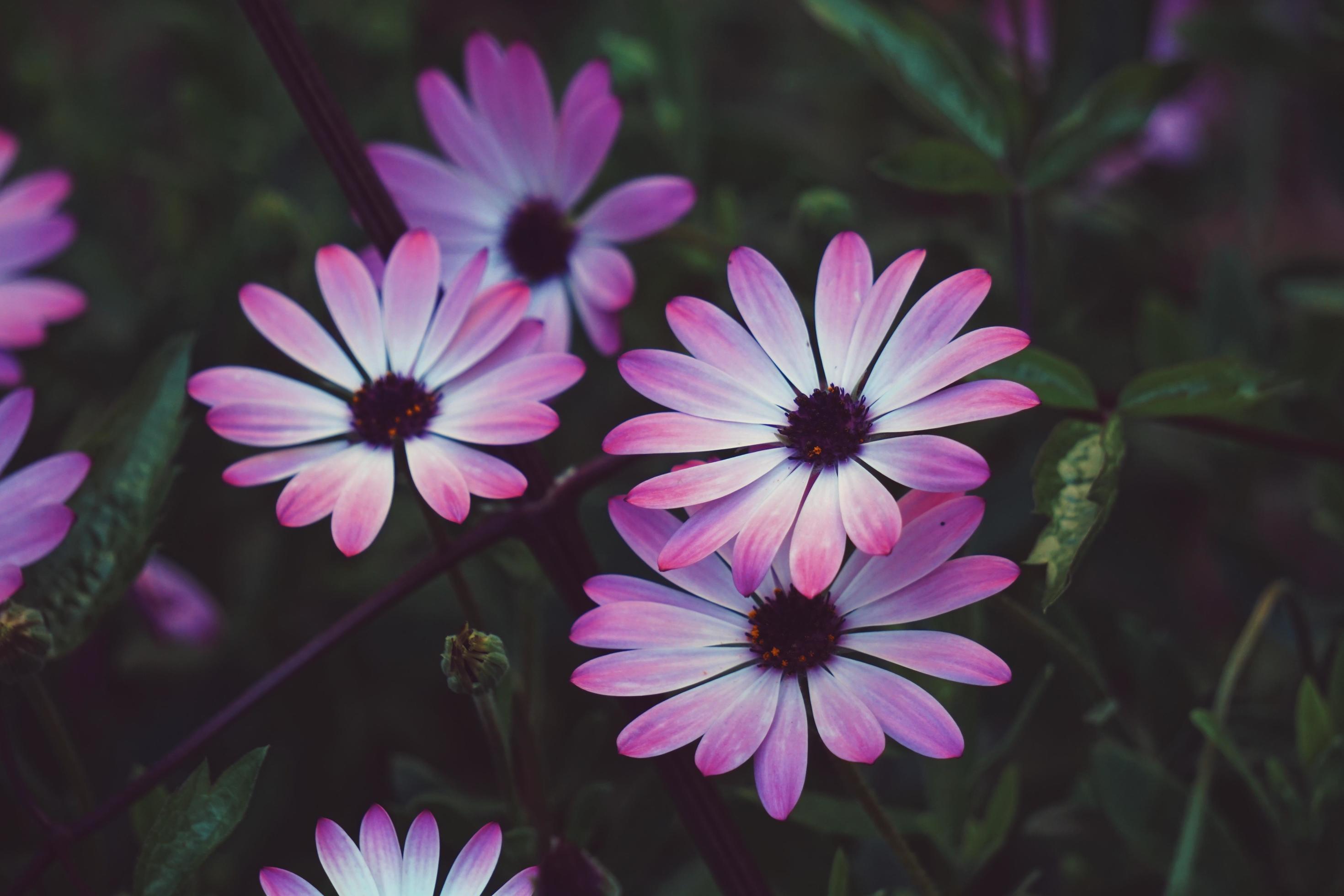 Pink flowers in the garden in springtime Stock Free