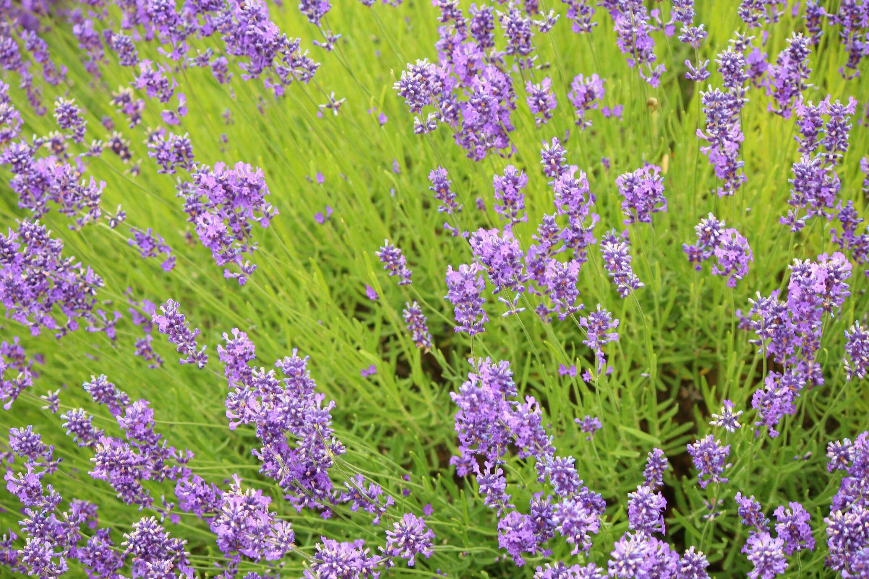 Lavender Plants and Flowers Stock Free