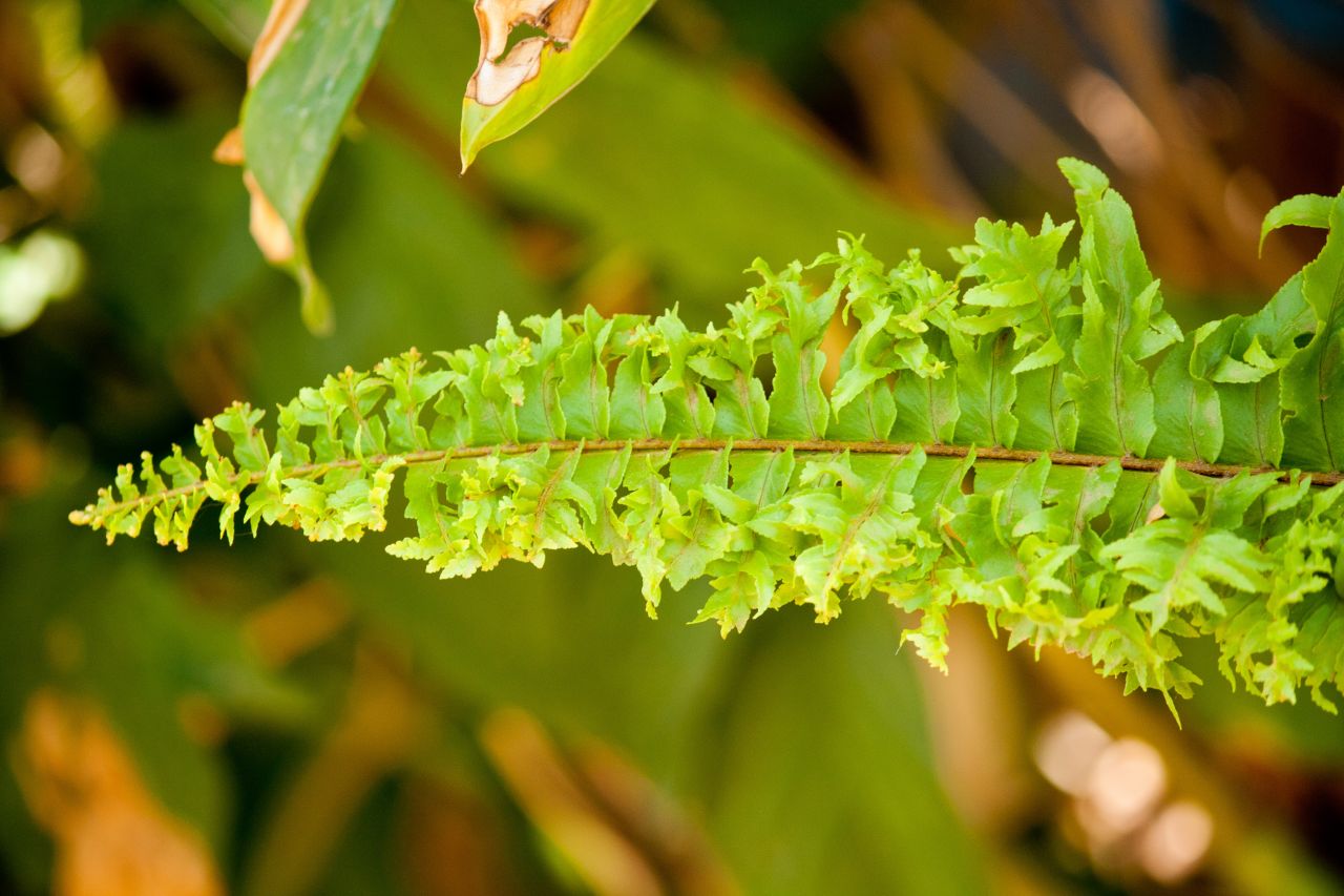 Green Ferns Stock Free