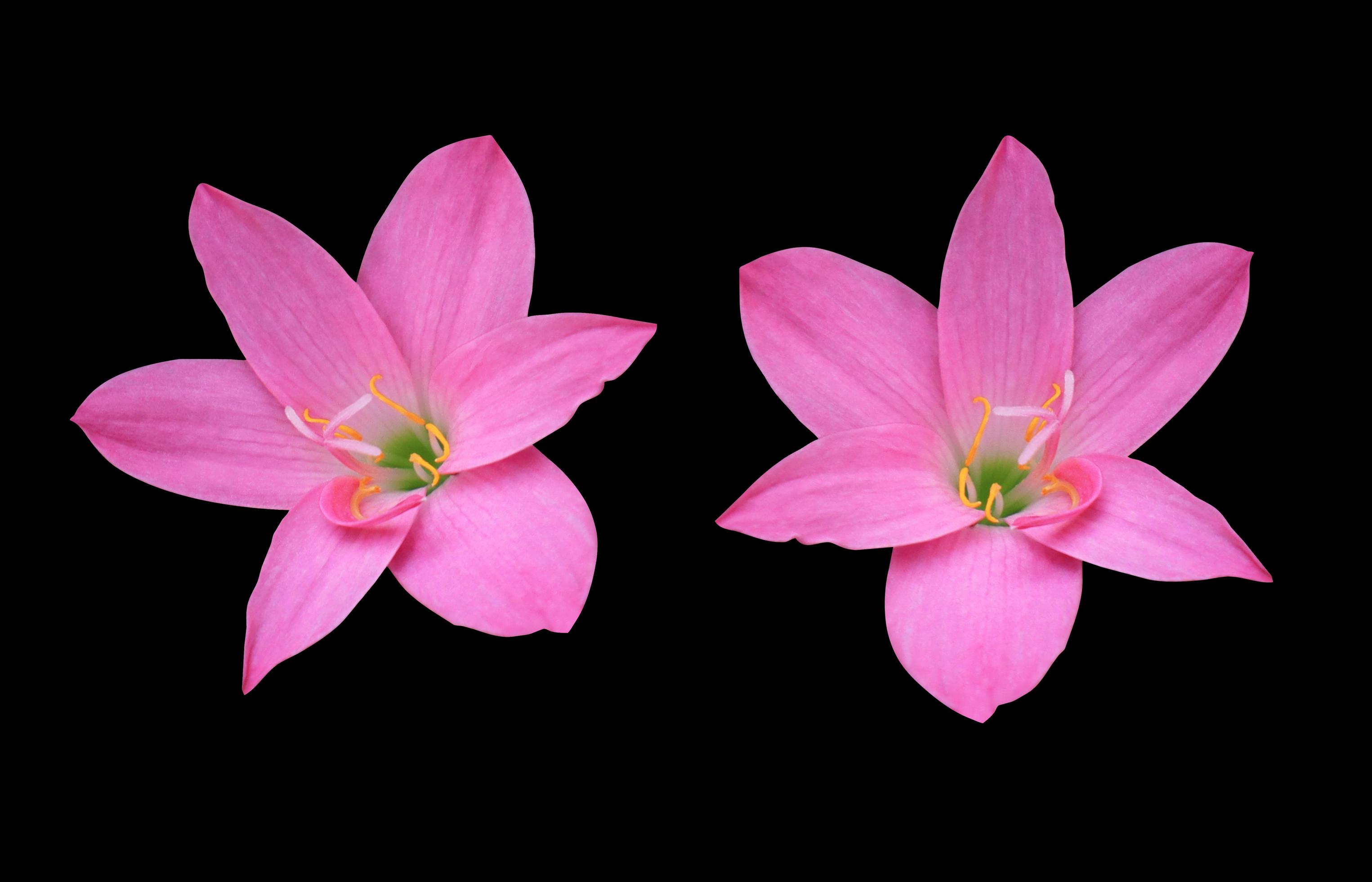 Zephyranthes spp or Fairy Lily or Rain Lily or Zephyr Flower. Close up small pink head flower bouquet isolated on white background. Stock Free