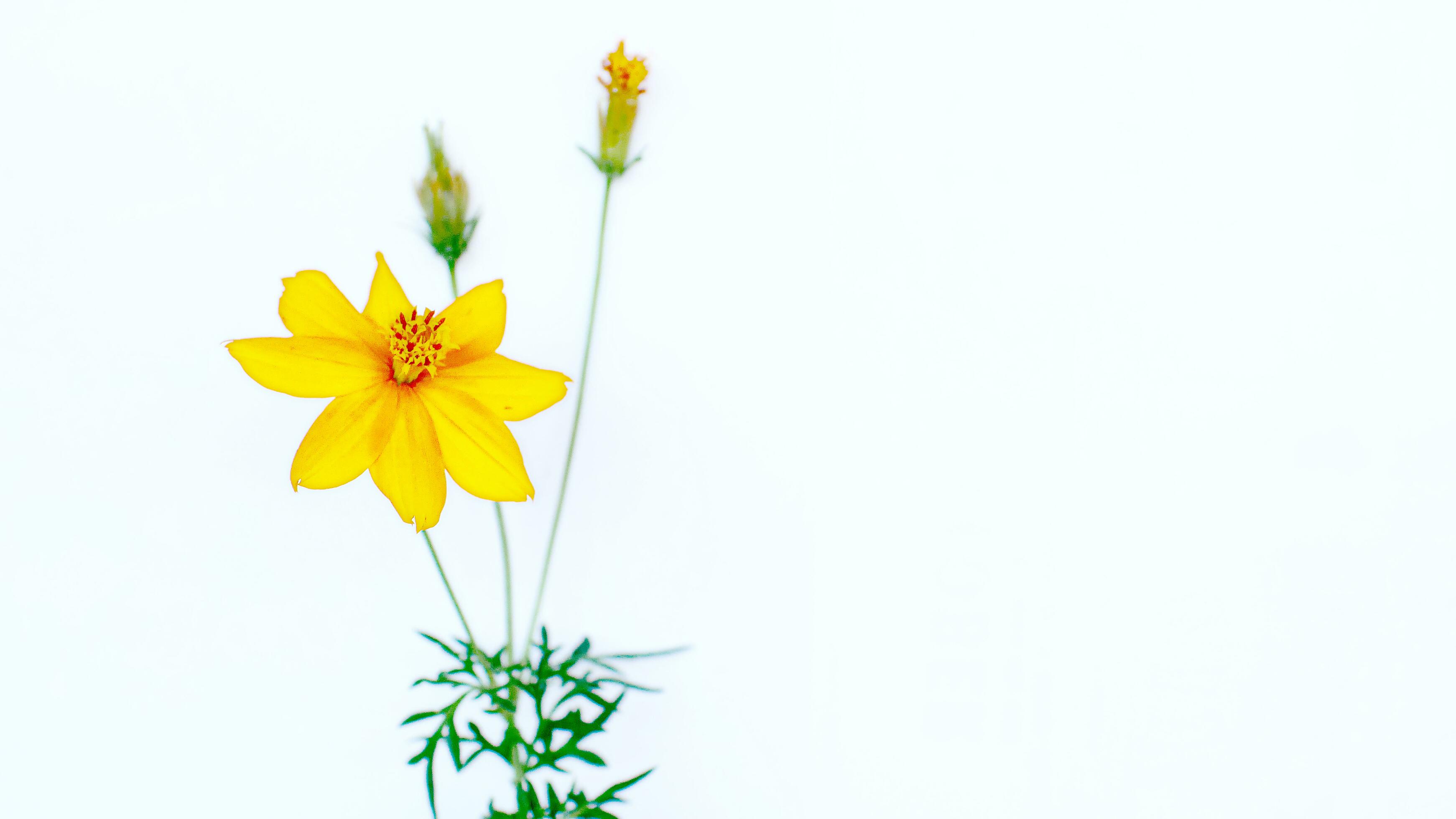 Beautiful flower on a white background Stock Free