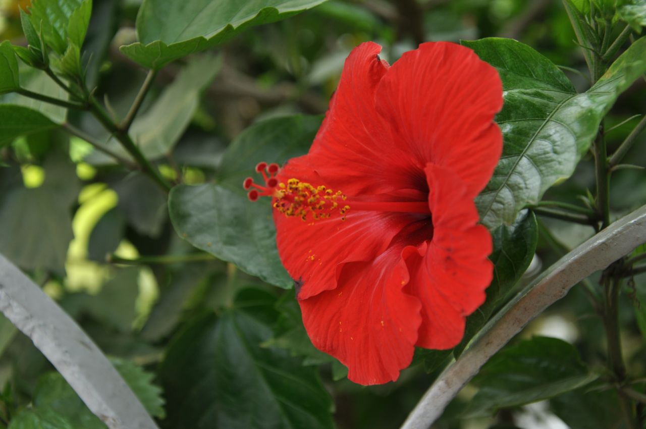 Hibiscus Stock Free