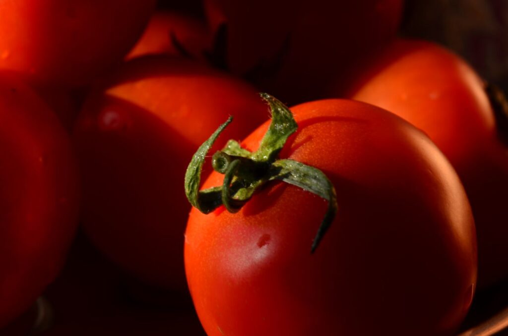 Tomato Pile Stock Free