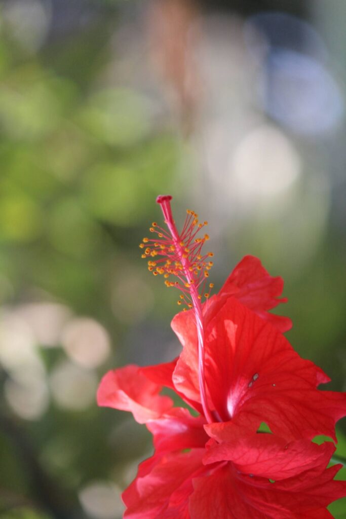 Red Hibiscus Plant Flower Stock Free