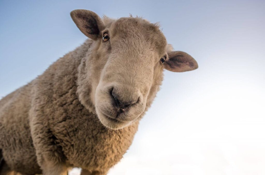 Curious Sheep Blue Sky Closeup Stock Free