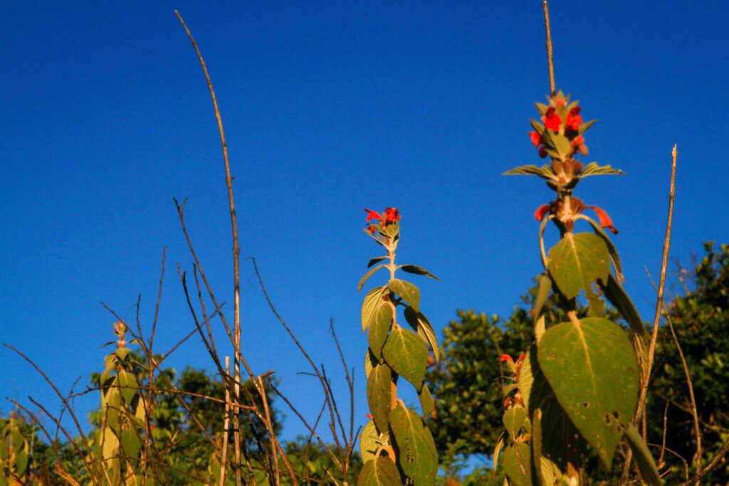 Colquhounia coccinea var. mollis is Wild flowers on the Chiang Dao mountain, Chiangmai at Thailand Stock Free