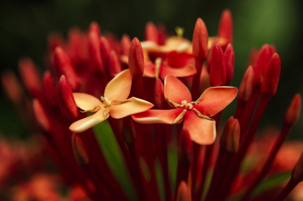 Red petaled flowers Stock Free