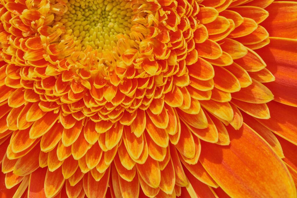 macro of gerbera flower Stock Free