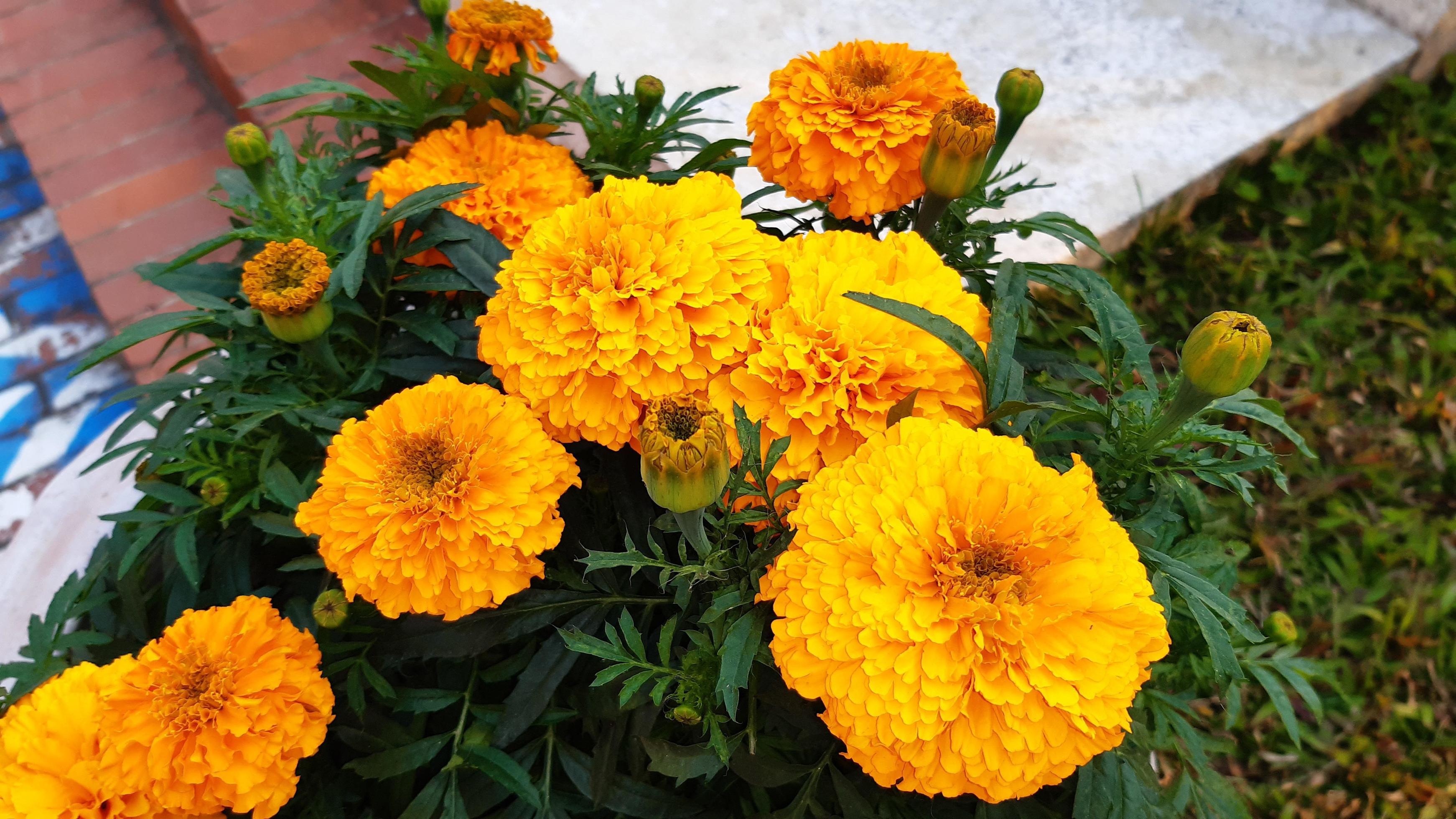 Spring blooming marigold flower Stock Free