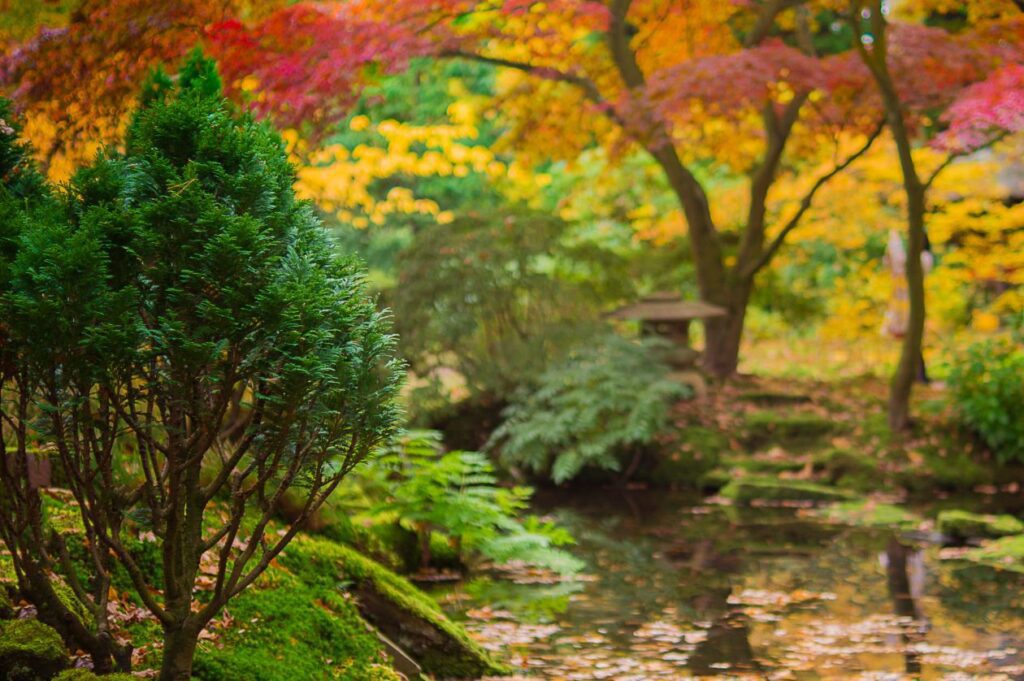 Japanese garden Stock Free