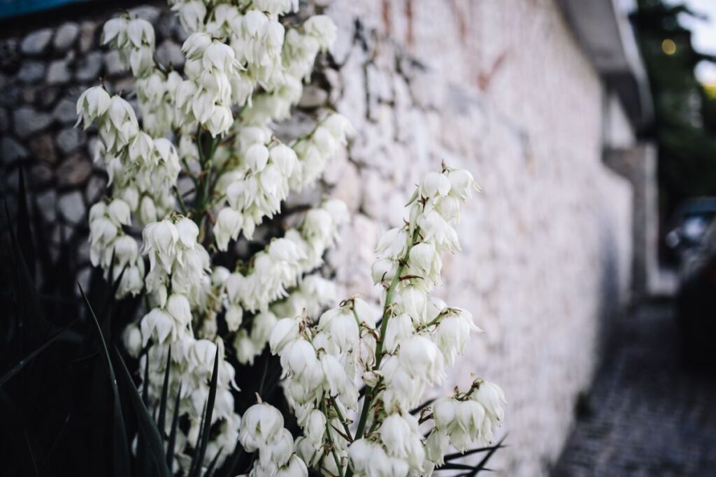 Bushes of the blossoming yucca Stock Free