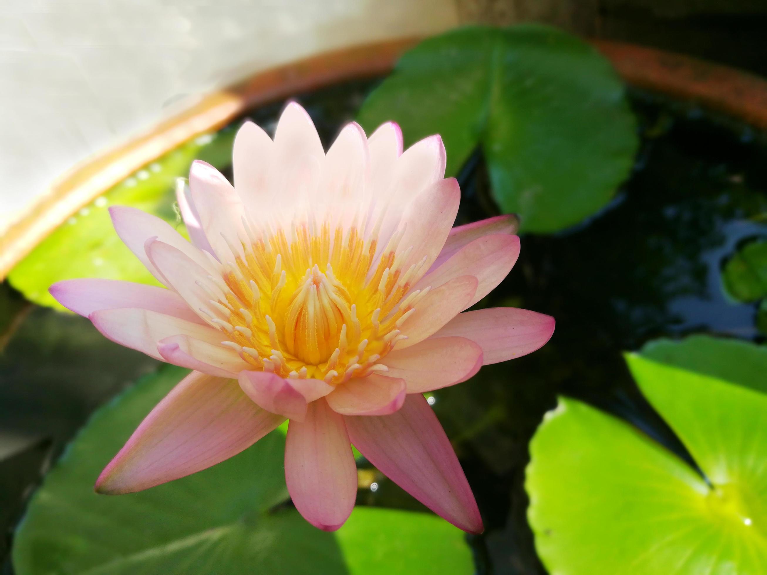 Beautiful pink lotus flower blooming. Stock Free