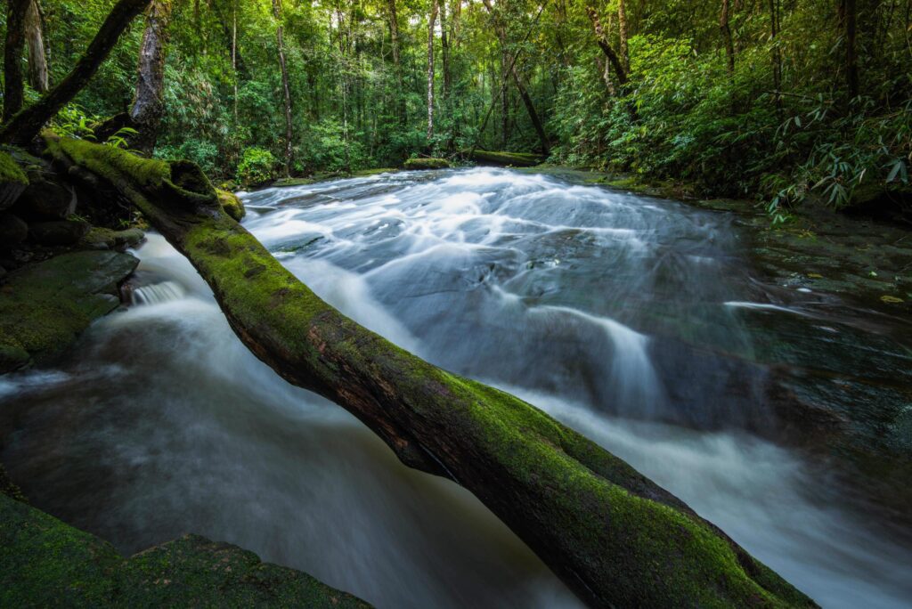 Mountain river stream waterfall green forest Landscape nature plant tree rainforest jungle small waterfall with rock green mos Stock Free