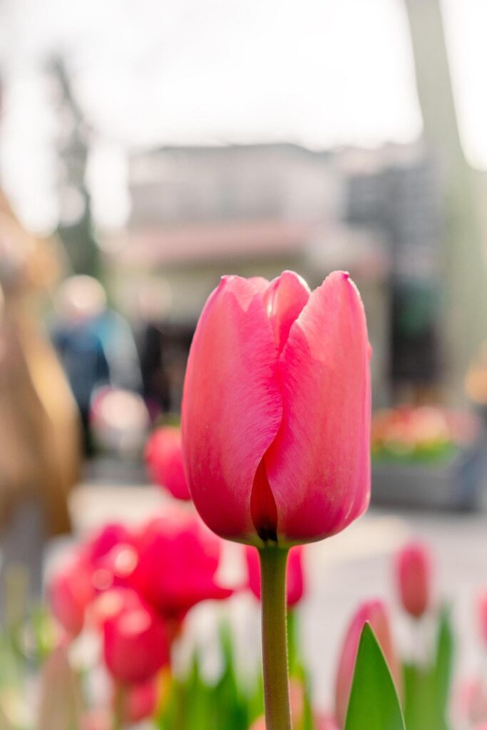 Background of many bright pink tulips. Floral background from a carpet of bright pink tulips. Stock Free