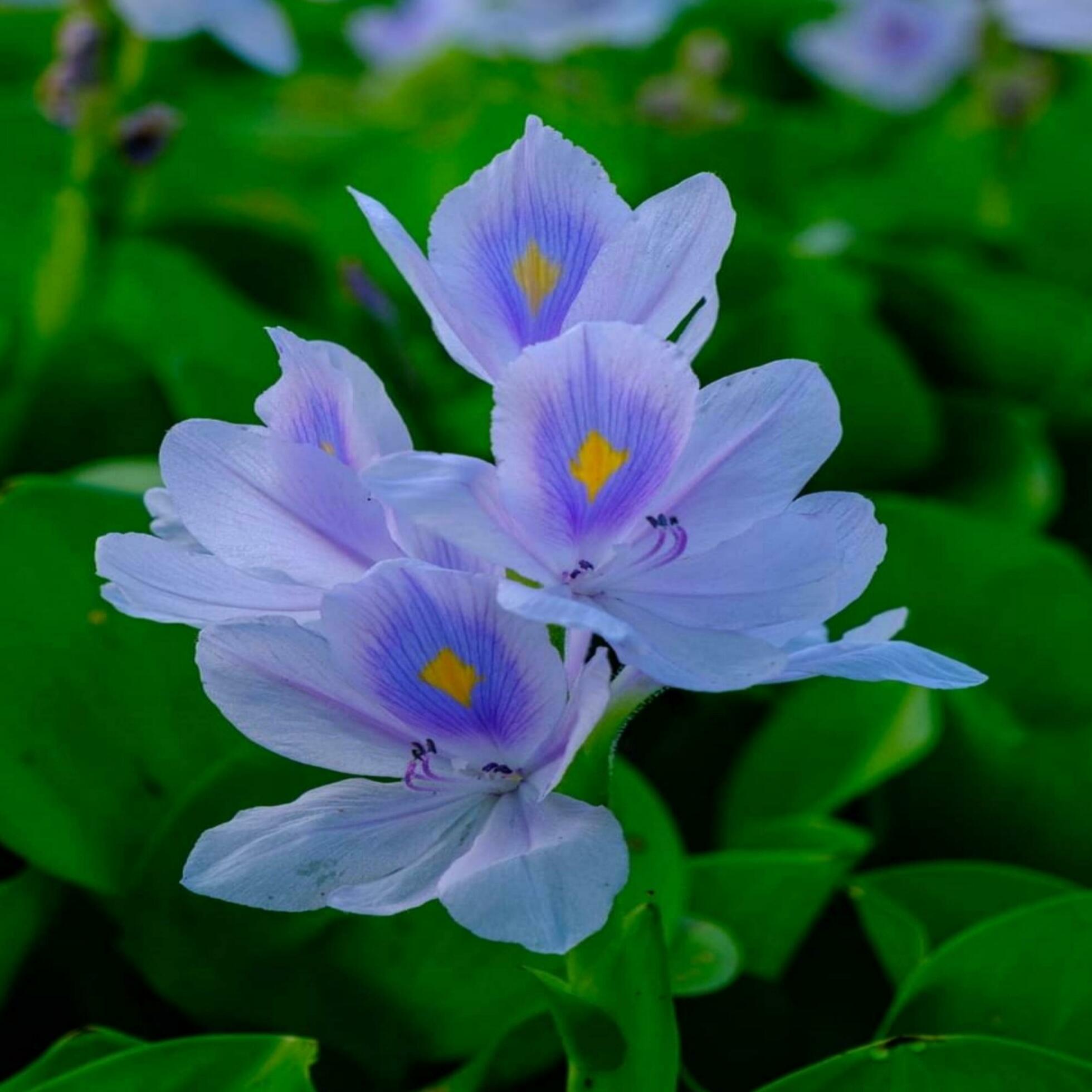 Beautiful blooming flower in the garden Stock Free