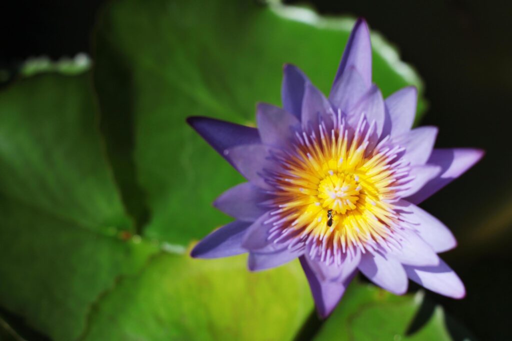 Bees in lotus purple flower. Blooming Water lily Nymphaea stellata Willd float in tranquil river garden. Stock Free