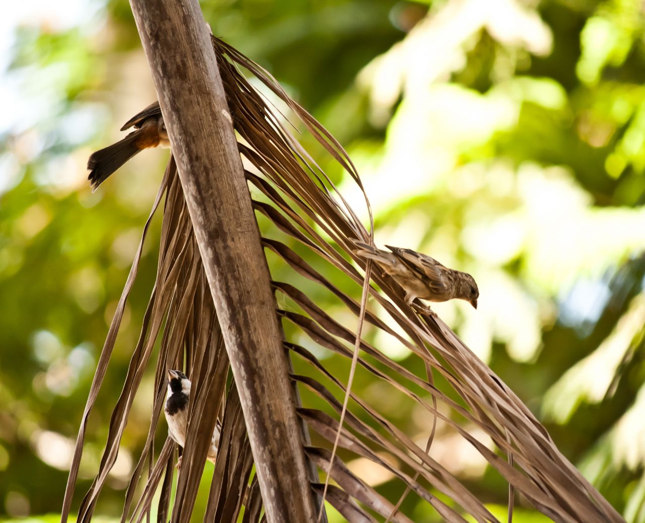 Sparrow Bird Stock Free