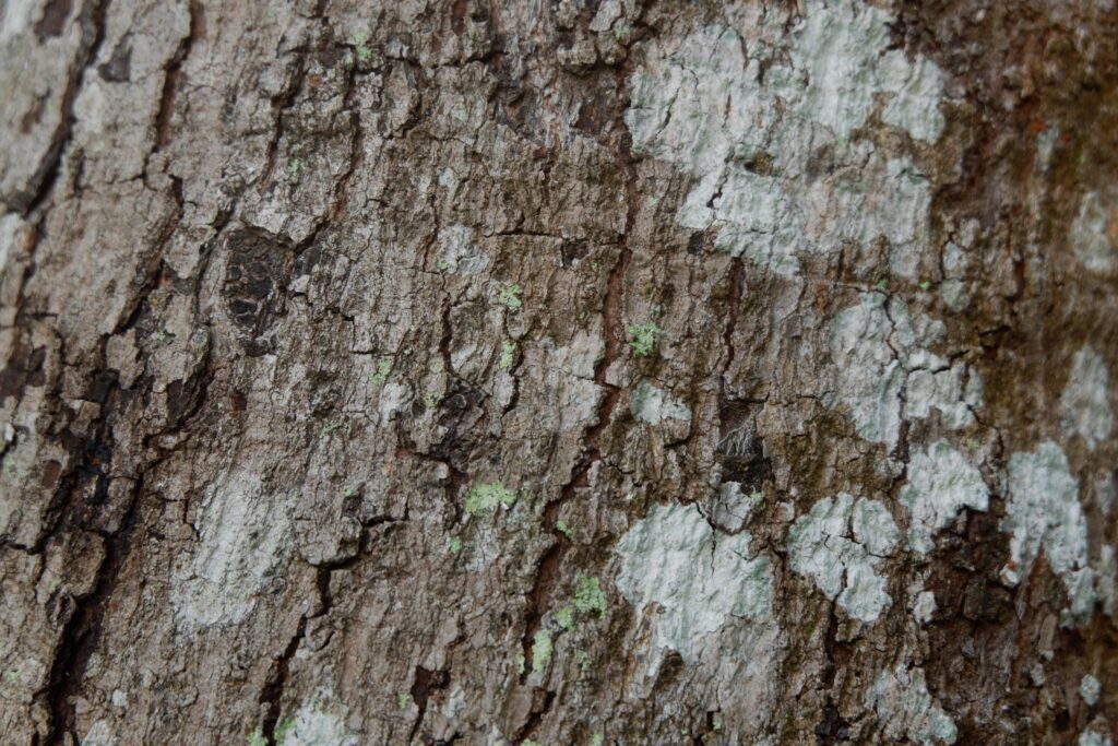 close up photography of tree bark texture suitable for background Stock Free