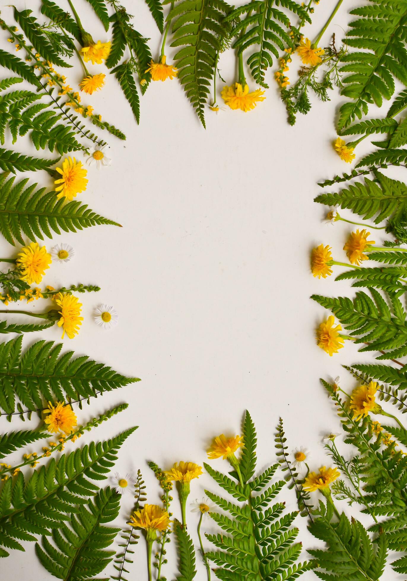 yellow flowers and green leaves Stock Free