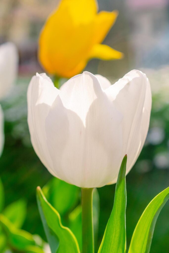 Background of many white tulips. Floral background from a carpet of white tulips. Stock Free