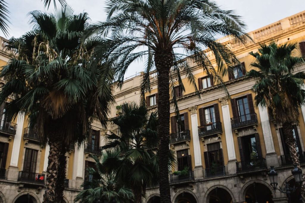 Palm trees in Spain Stock Free