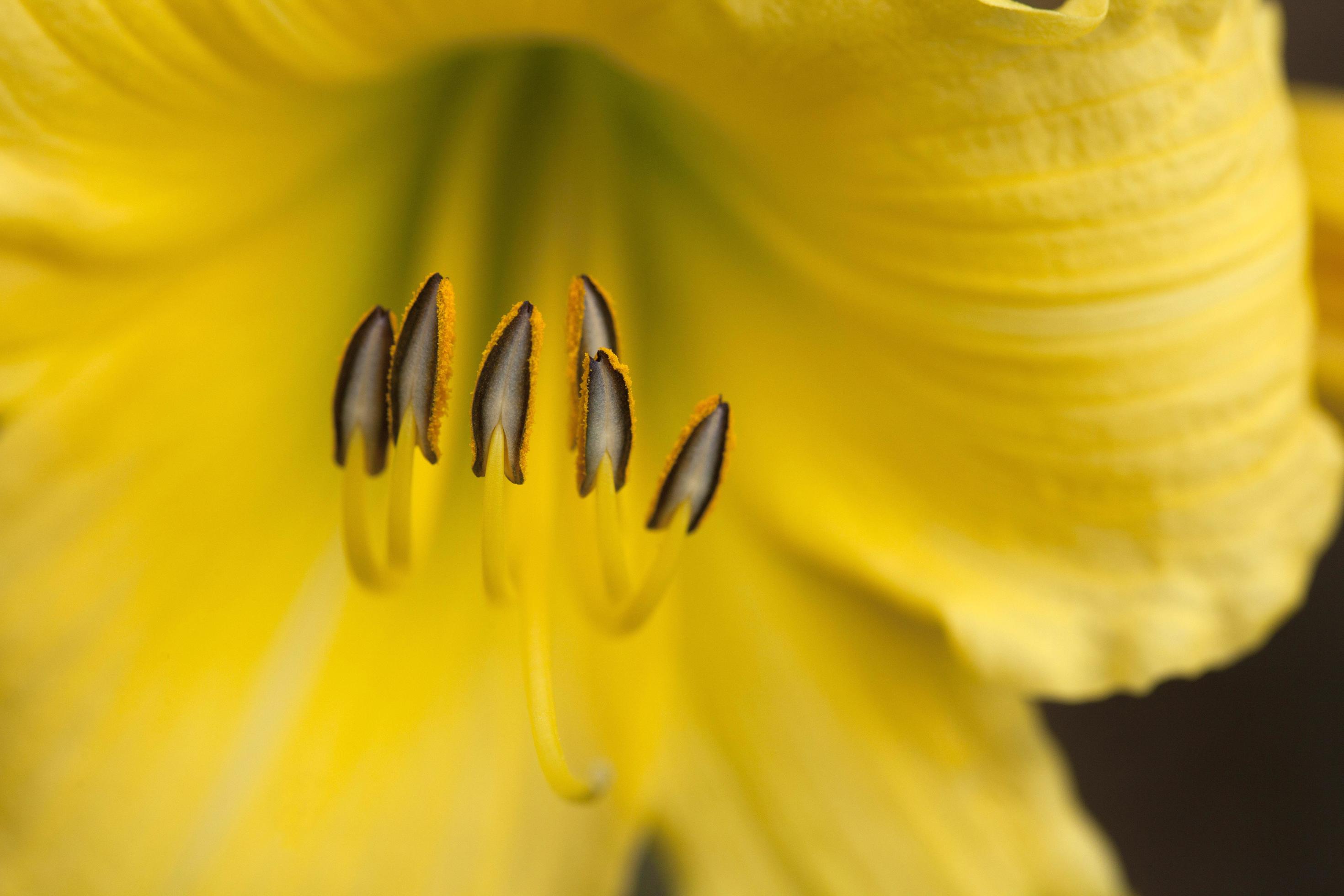 Shallow focus photography of yellow flower Stock Free