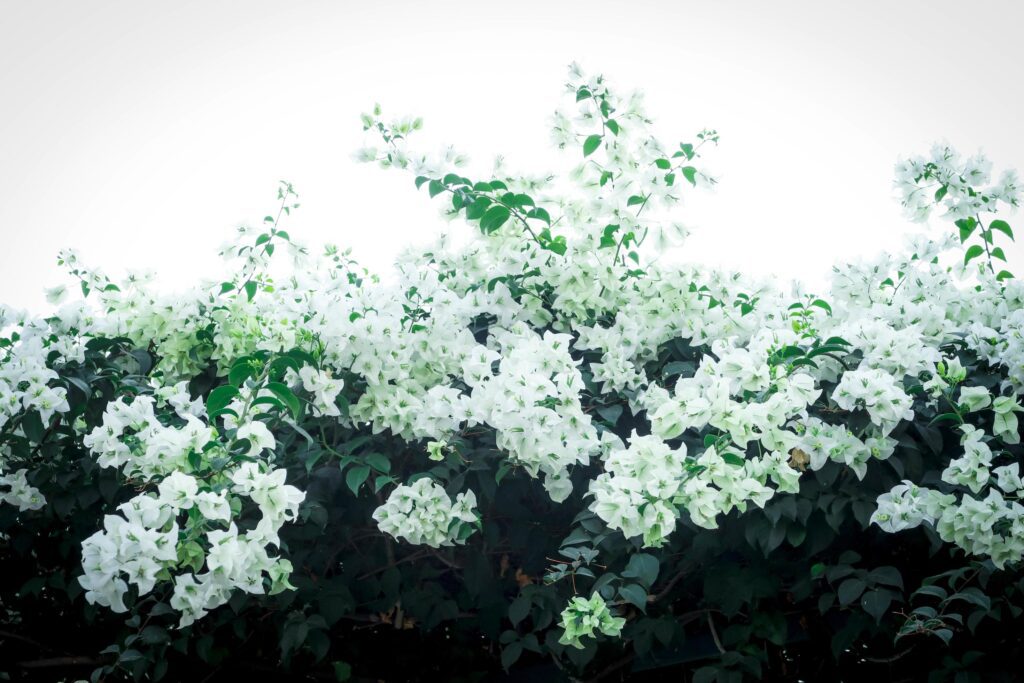 Beautiful white bougainvillea, tropical paper flower blooming in summer garden Stock Free