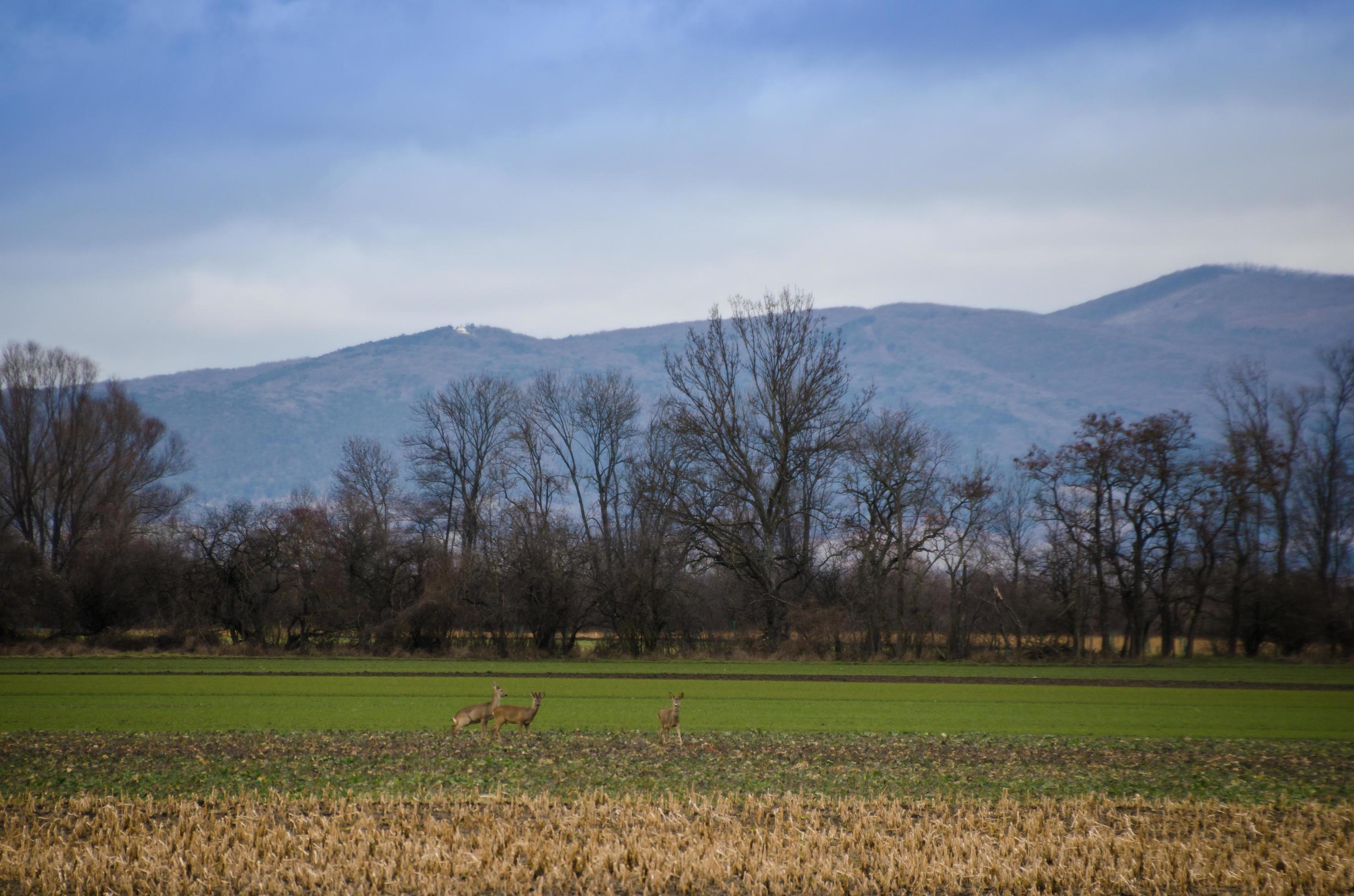 three deer in the nature Stock Free