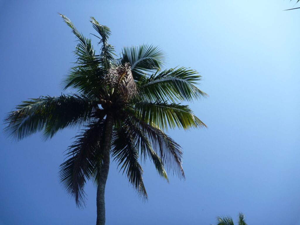 Coconut Tree Blue Sky Stock Free