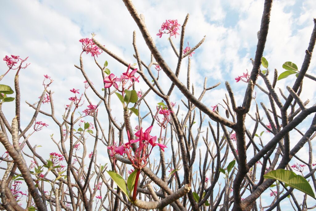 Pink Plumeria flowers Branch with the sky in garden Stock Free