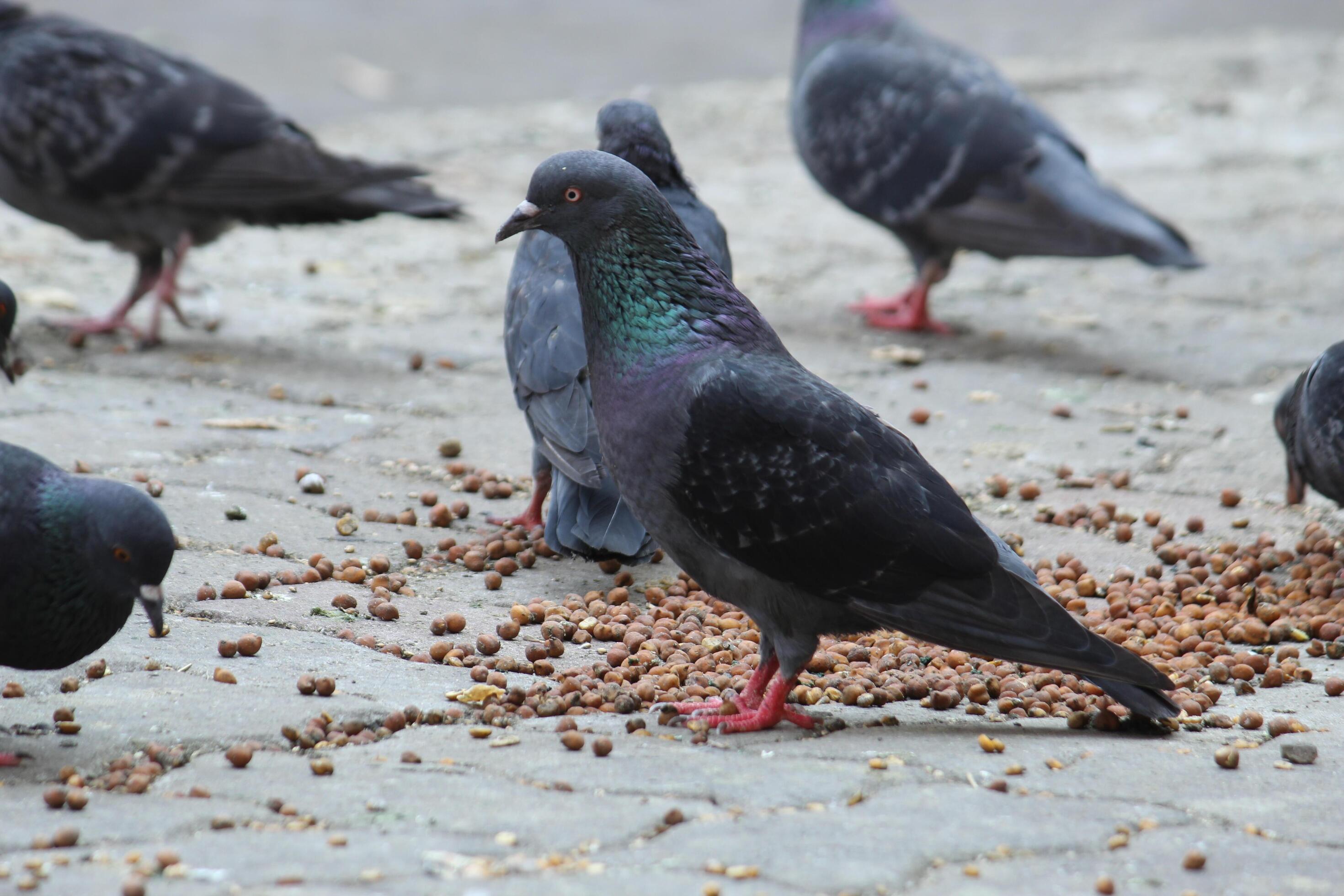 Common Indian Pigeon display on local street. Bird feeding on open and empty road. Beautiful Bird background. Stock Free