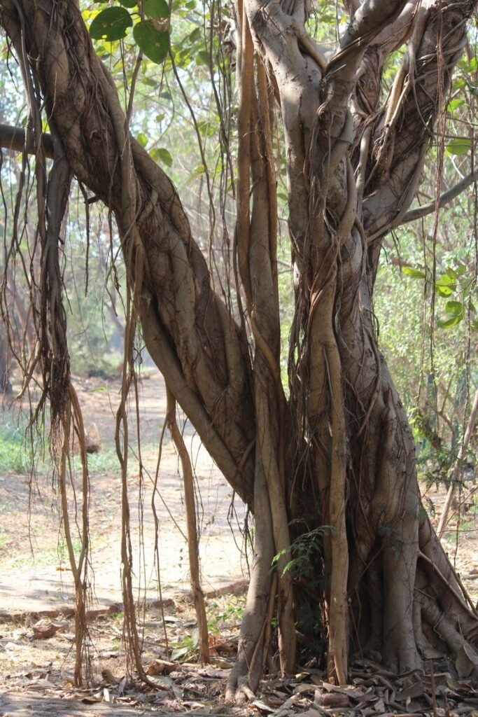 Banyan Tree Roots Garden Stock Free