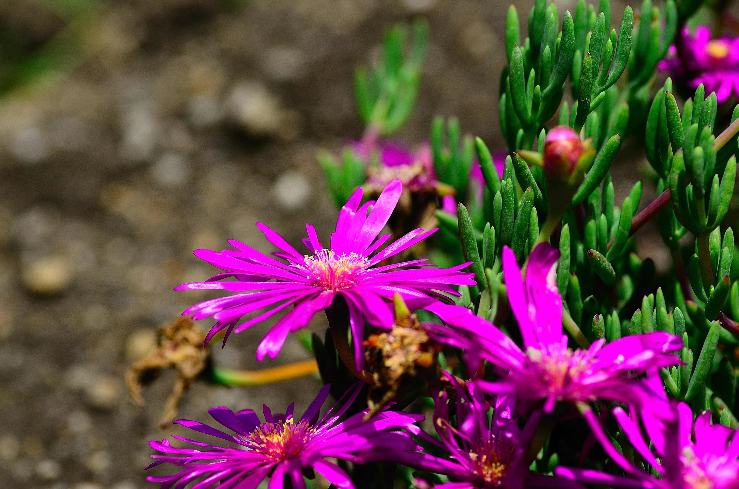 purple flowers in the garden Stock Free