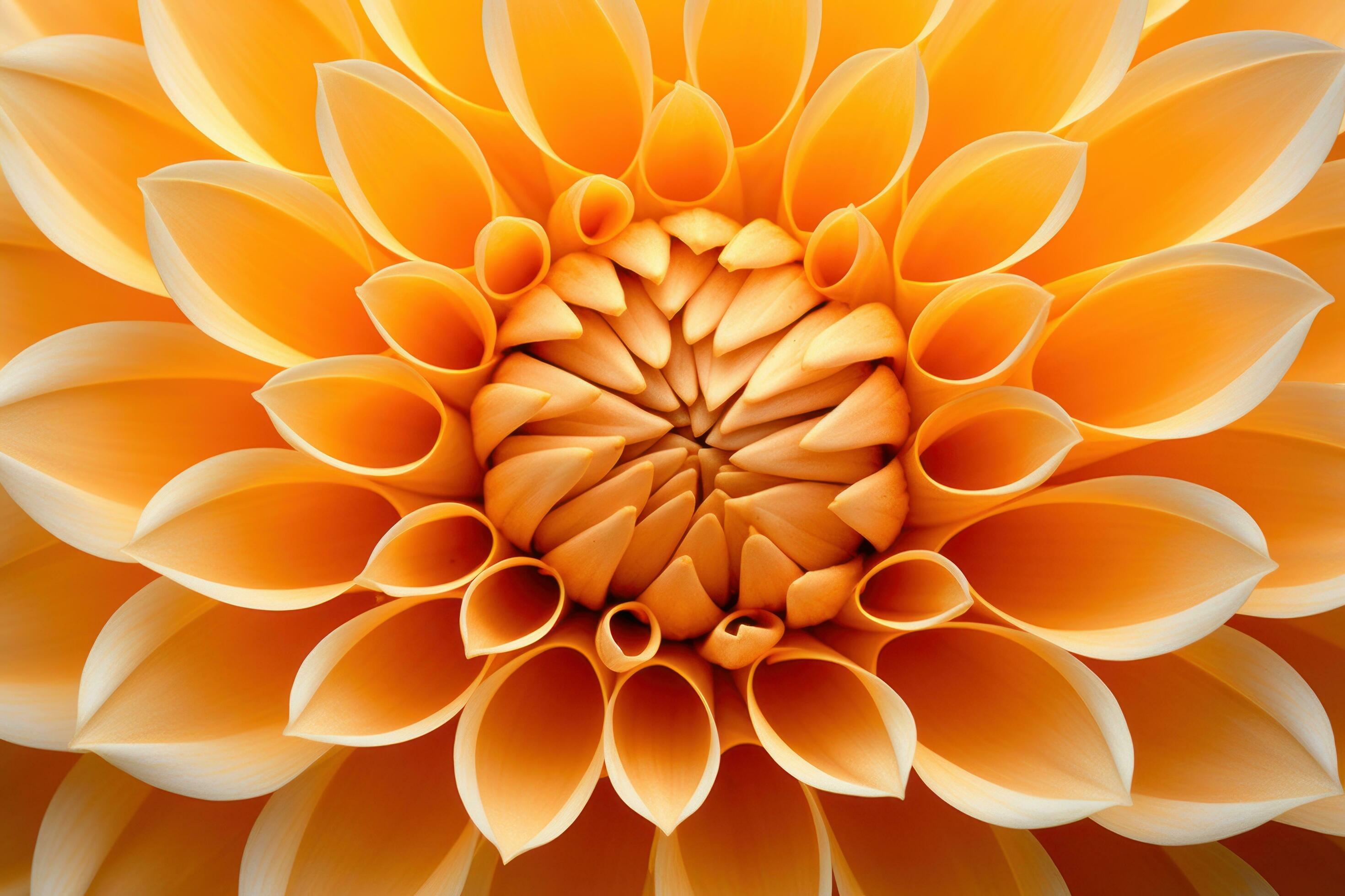 Yellow dahlia flower closeup background Stock Free