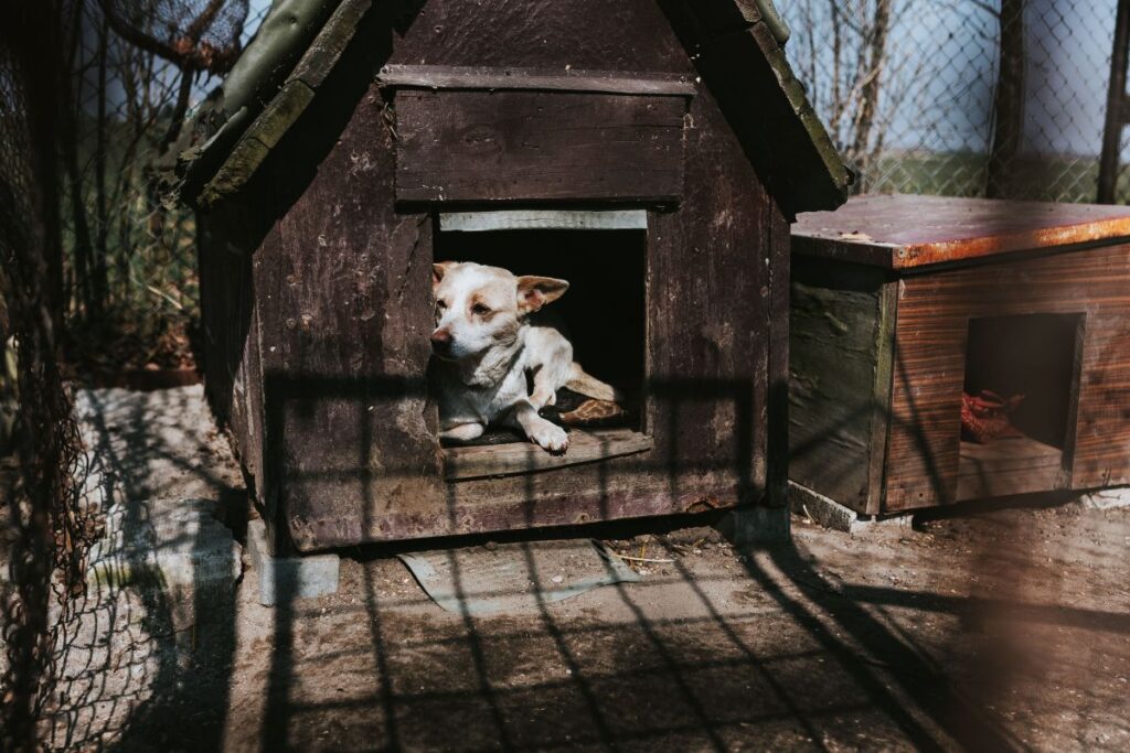 Animals on a farm Stock Free