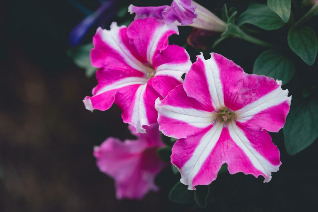 pink Petunia flower on vintage tone, Stock Free