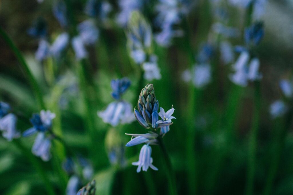 Blue flower blooming during daytime Stock Free